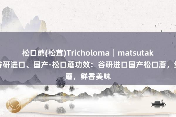 松口蘑(松茸)Tricholoma│matsutake品牌-谷研进口、国产-松口蘑功效：谷研进口国产松口蘑，鲜香美味